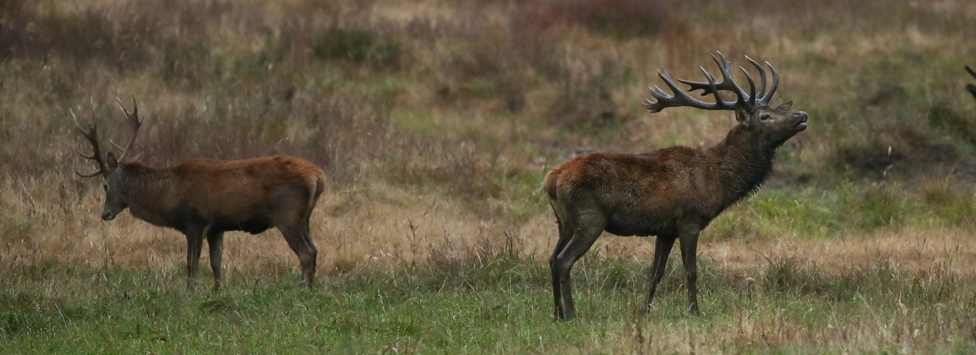 red stag hunting lodge